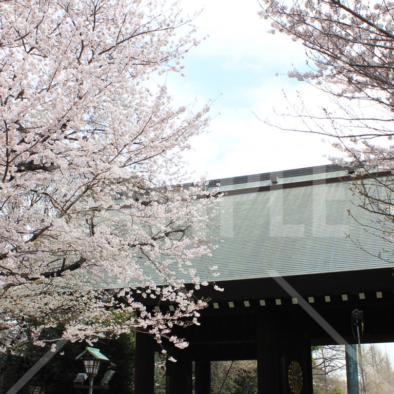 靖国神社の桜
