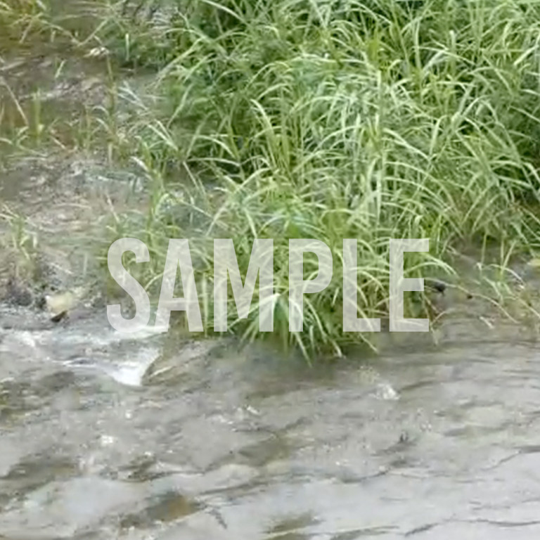 小川を流れる水の動画