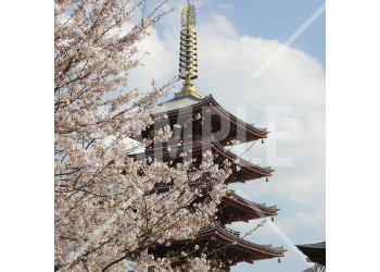 浅草 浅草寺の五重塔と満開の桜