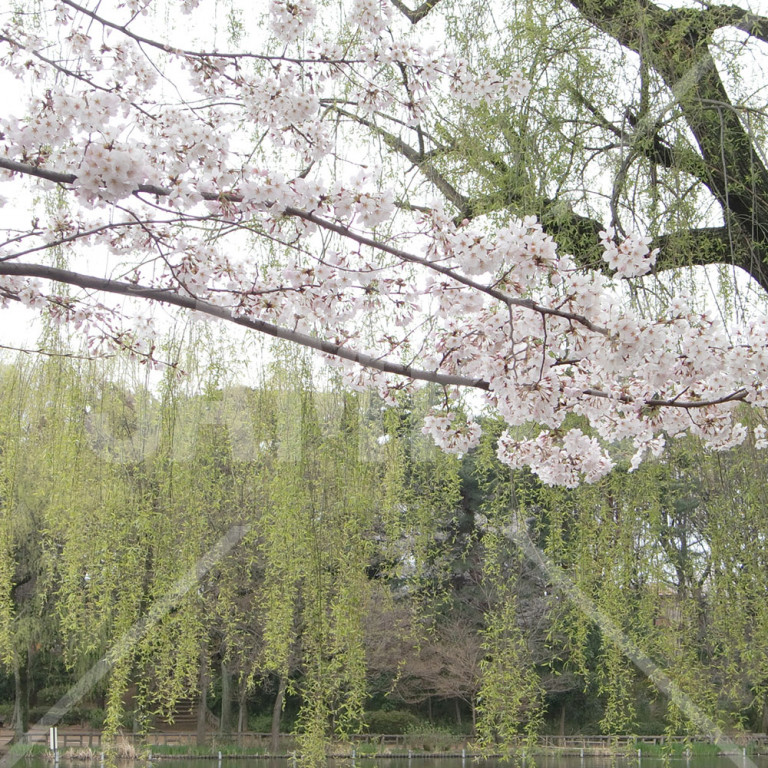 石神井公園の桜と柳が綺麗な池
