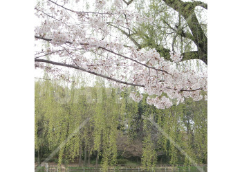 石神井公園の桜と柳が綺麗な池