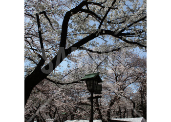 靖国神社の桜と青空