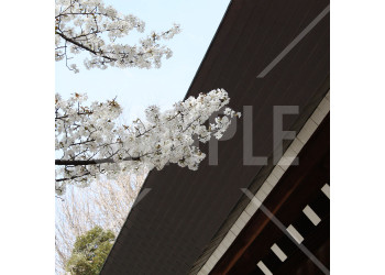靖国神社の白い桜