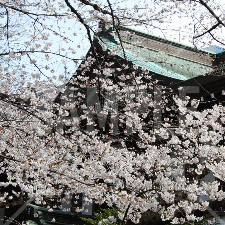 靖国神社 春の満開の桜