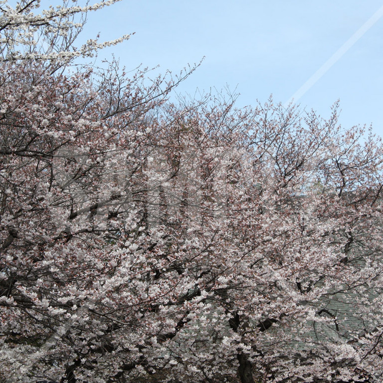 靖国神社 春の満開の桜