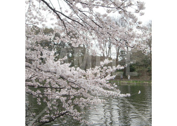 石神井公園の桜と池