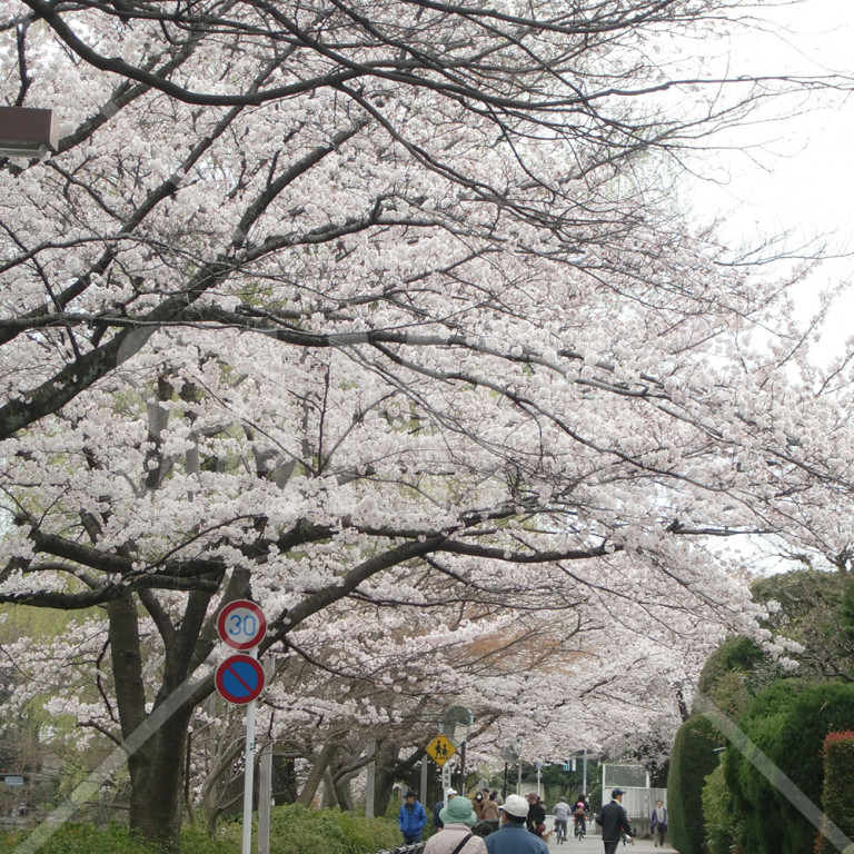 石神井公園の桜と歩道