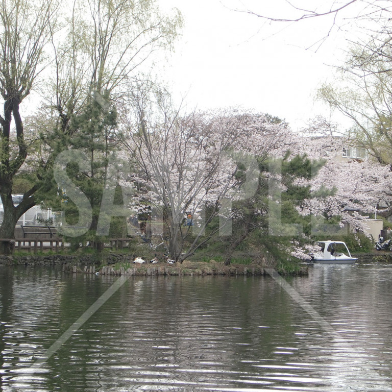 石神井公園の桜と池