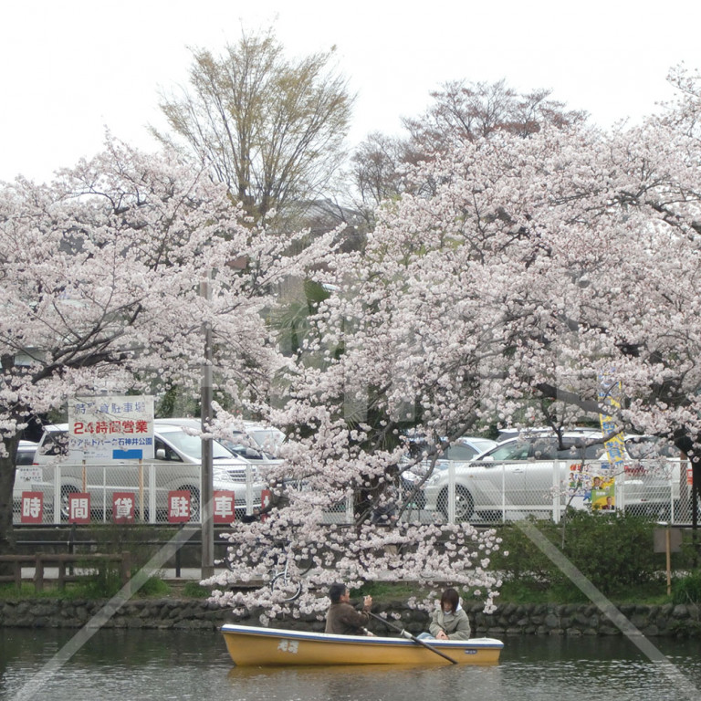 石神井公園の桜と池 ボートを漕ぐ人