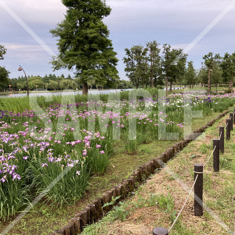 水元公園　菖蒲の花畑