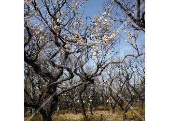 東京都 羽根木公園の白梅が咲く梅林