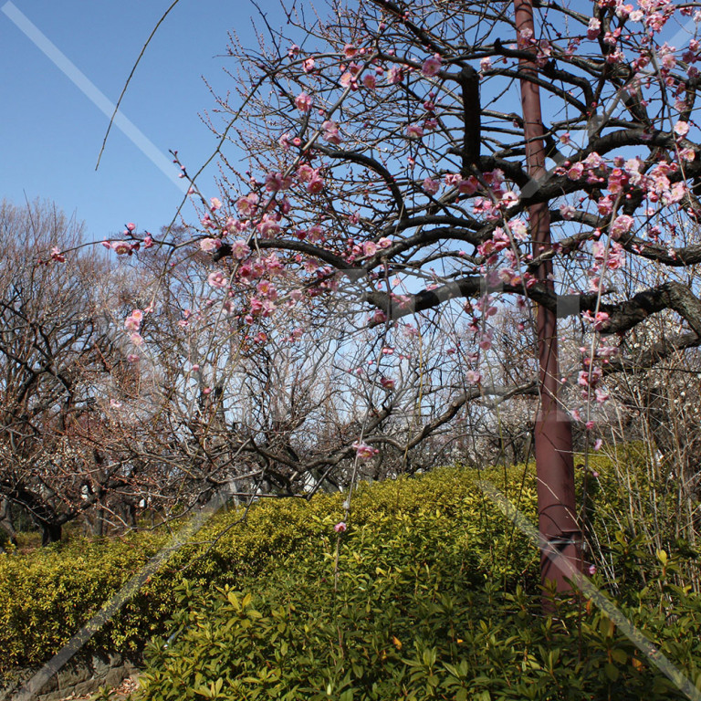 東京都 羽根木公園の紅梅