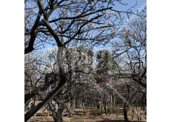 東京都 羽根木公園の梅