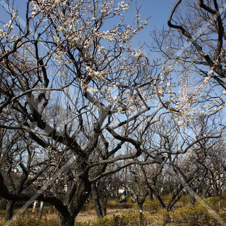 東京都 羽根木公園の梅