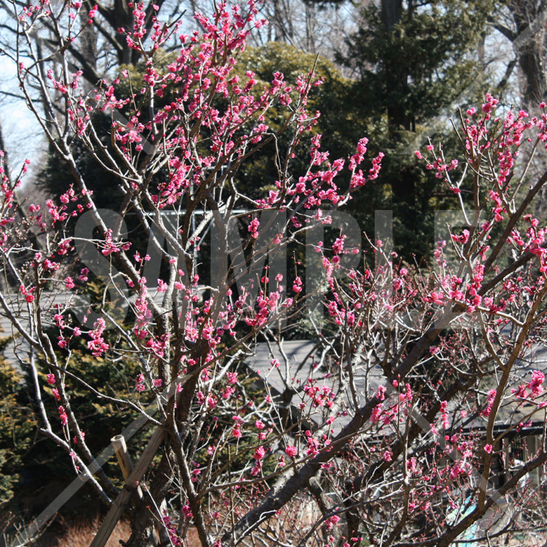 東京都井の頭公園 紅梅の花