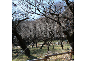 東京都井の頭公園 白梅の梅林