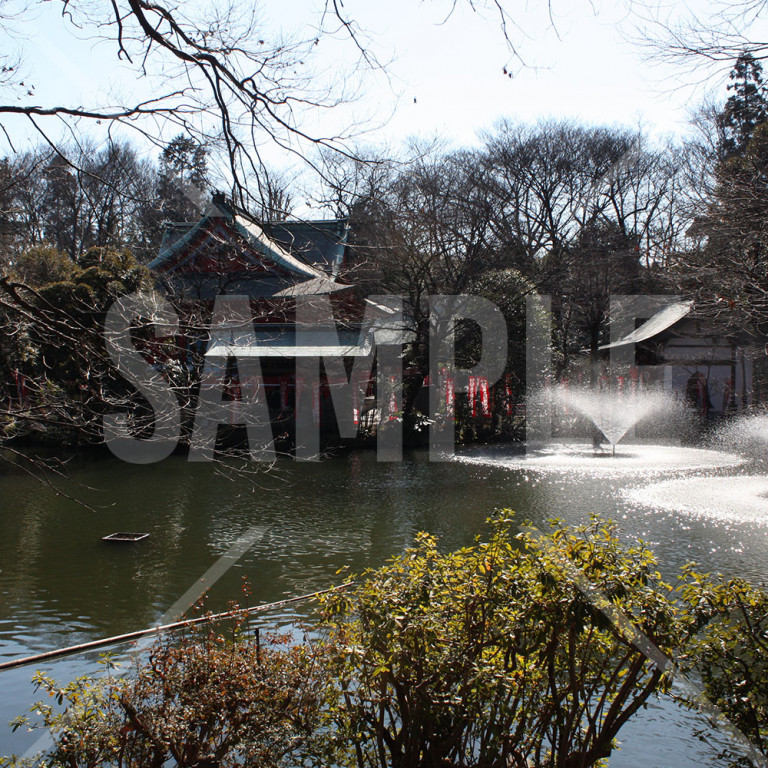 東京都井の頭公園 梅の花と噴水