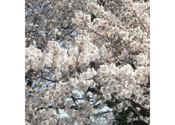 上野公園 春 満開の桜