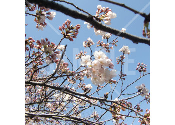 上野公園 春 満開の桜と青空