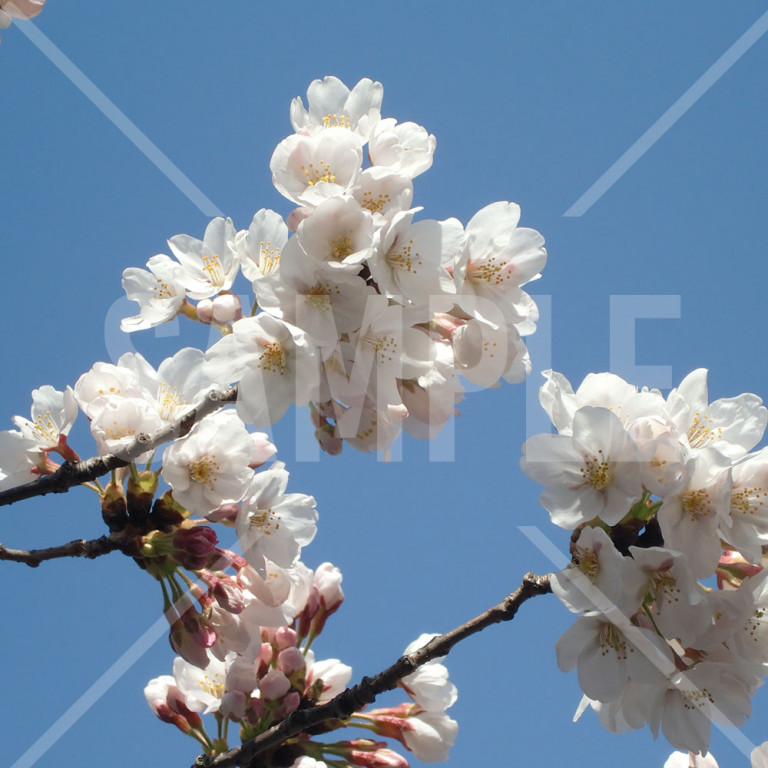 上野公園 春 満開の桜の枝と青空
