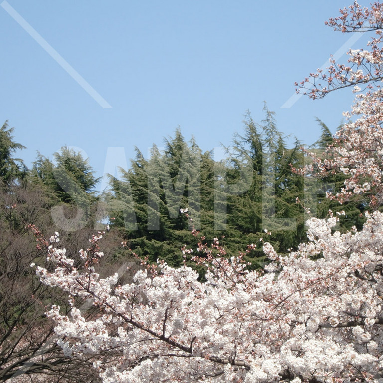 上野公園 春 満開の桜がある景色