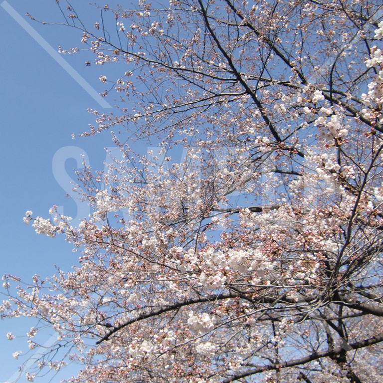 上野公園 春 桜の枝についているたくさんのつぼみ