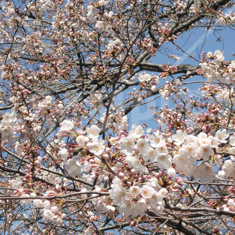 上野公園 春 満開の桜
