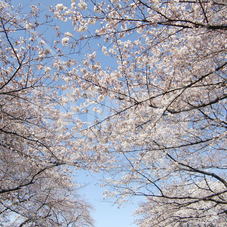 上野公園 春 満開の桜と青空