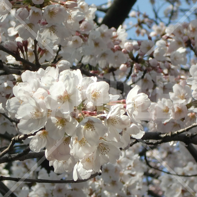 上野公園 春 満開の桜 桜の花のアップ