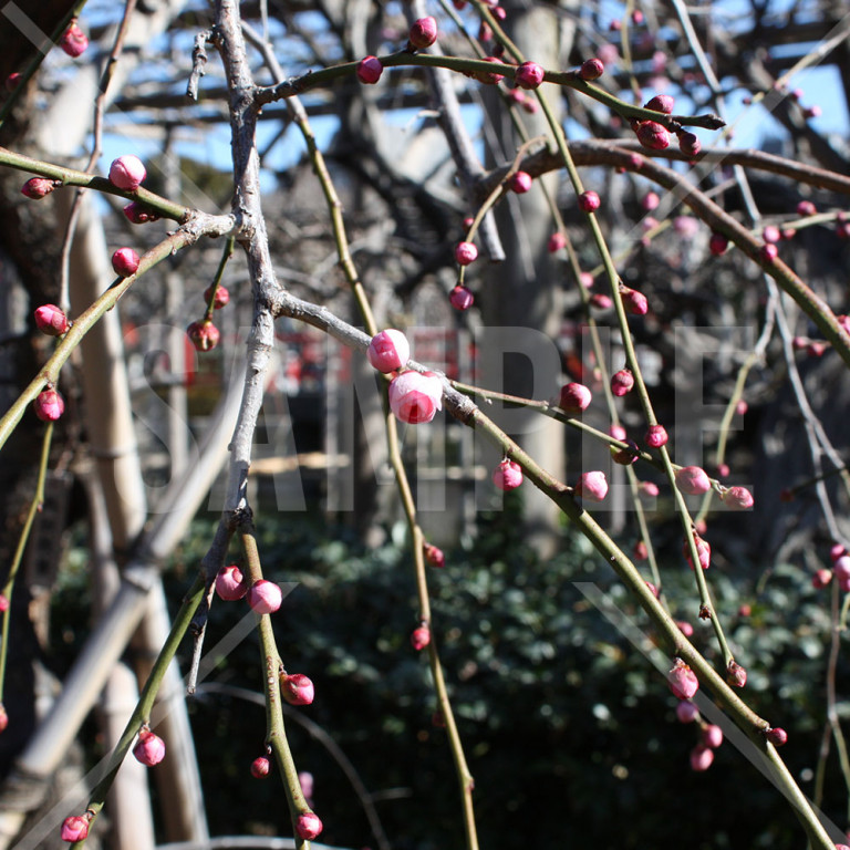 東京都 亀戸天神 咲きかけの紅梅の花