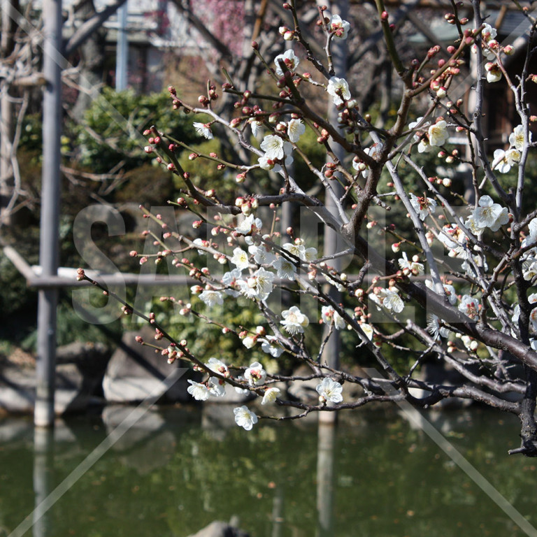 東京都 亀戸天神 白梅の花