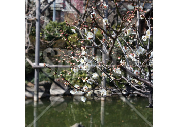 東京都 亀戸天神 白梅の花