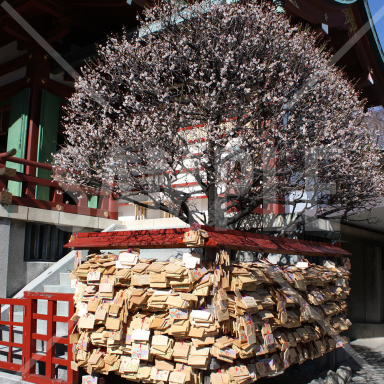東京都 亀戸天神 梅の木とたくさんの絵馬