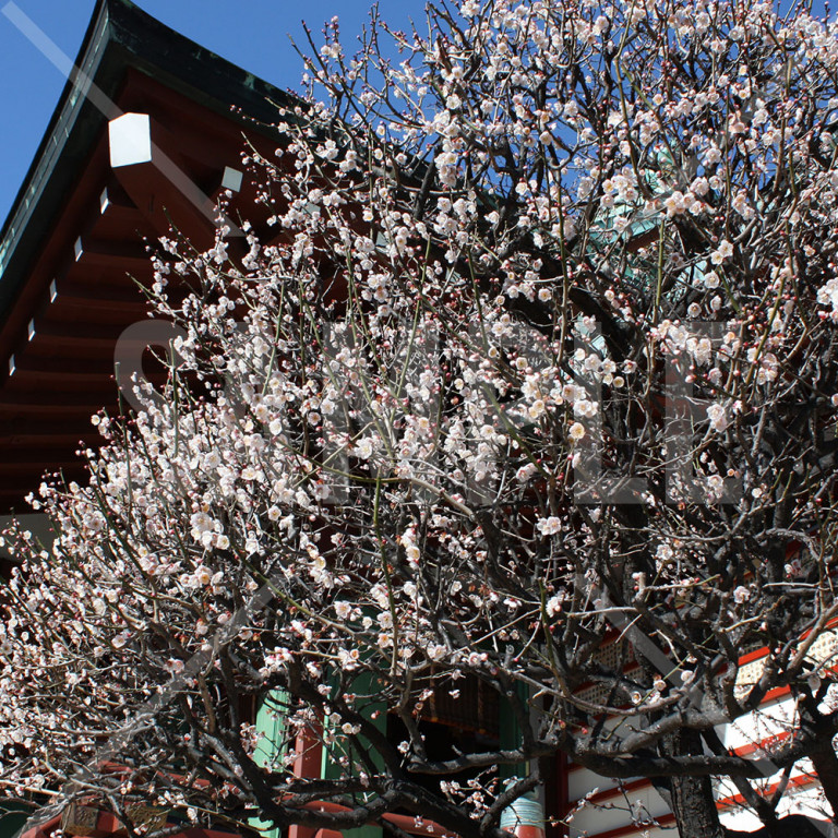 東京都亀戸天神 満開の梅の木