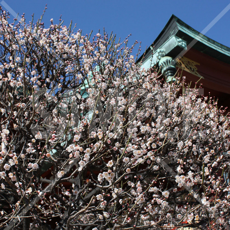 東京都亀戸天神 満開の梅の木