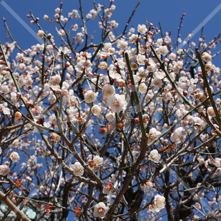 東京都亀戸天神 満開の梅の花アップ