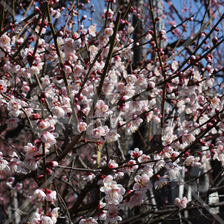 東京都亀戸天神 薄紅色の満開の梅の花アップ