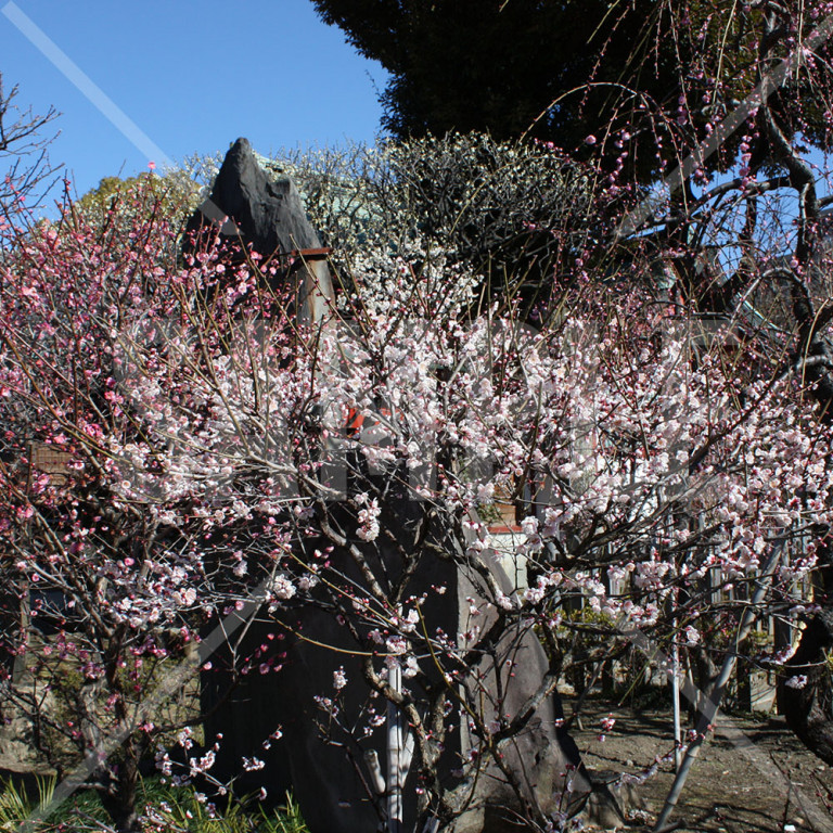 東京都亀戸天神 満開の梅の花