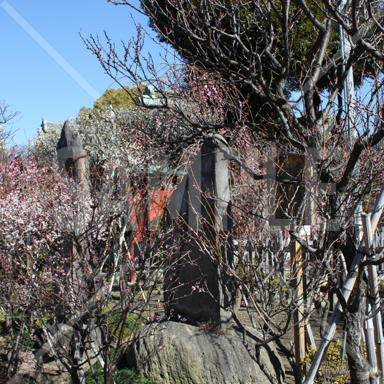 東京都亀戸天神 満開の梅の花