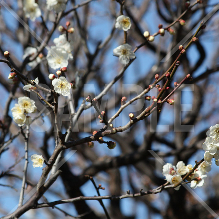 東京都亀戸天神 満開の白梅の花アップ