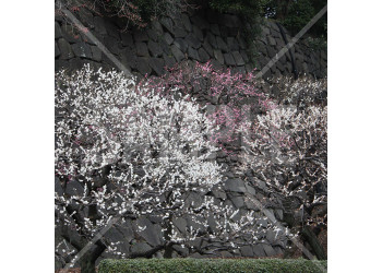 東京都 皇居東御苑 石垣と満開の梅の木