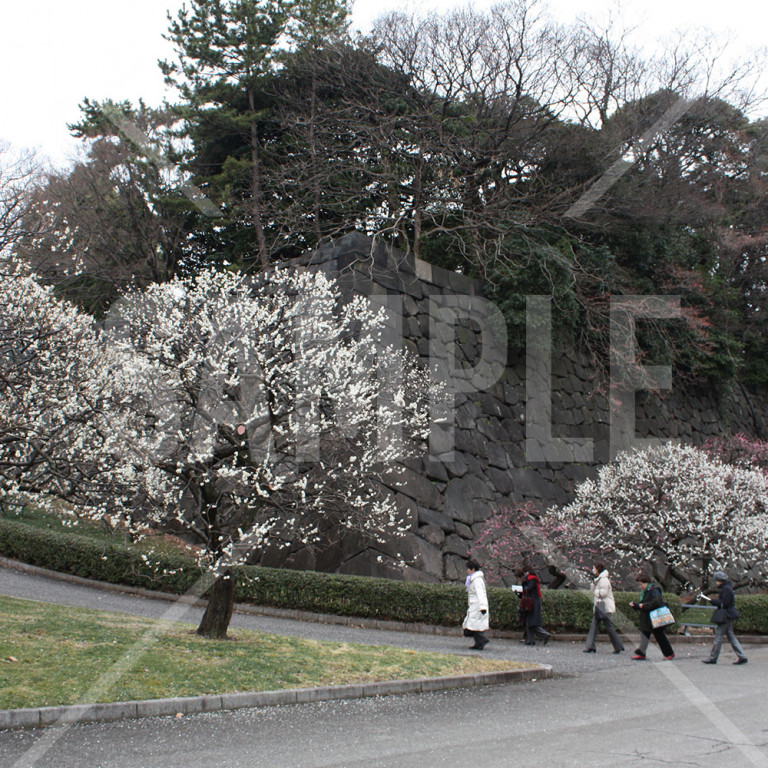 東京都 皇居東御苑 石垣と満開の白梅の木