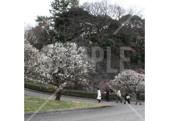 東京都 皇居東御苑 石垣と満開の白梅の木