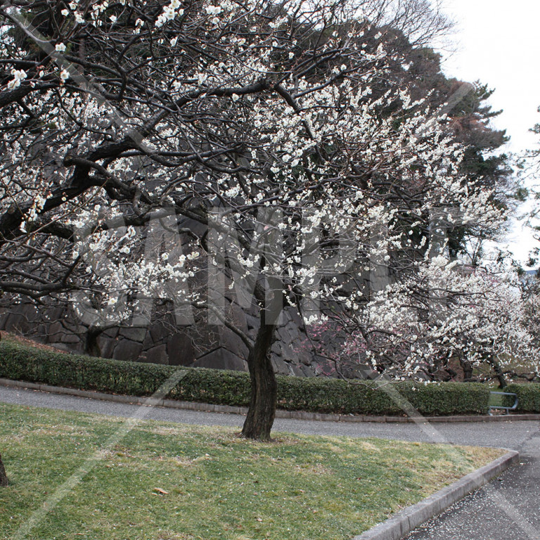 東京都 皇居東御苑 石垣と満開の梅の木