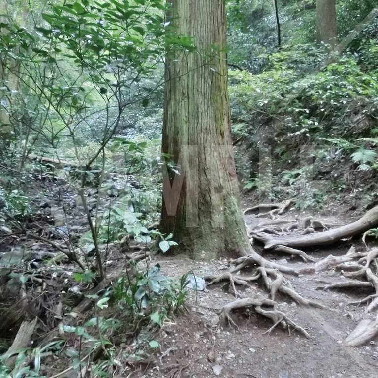 東京都 高尾山 登山で見つけた大きな大木