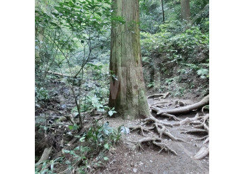 東京都 高尾山 登山で見つけた大きな大木