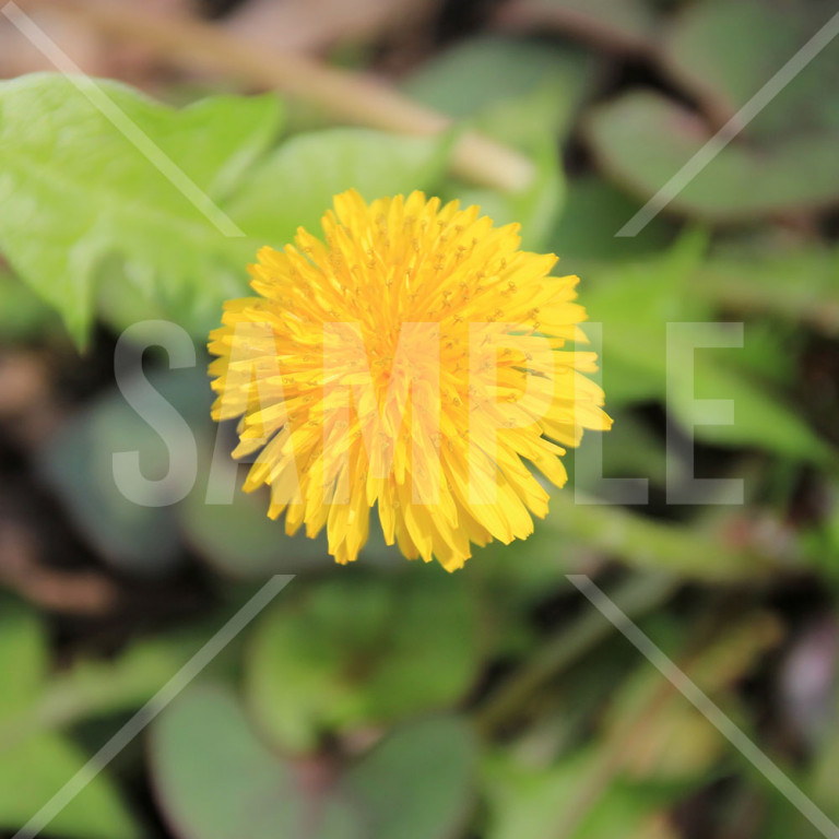 春 たんぽぽ 黄色のたんぽぽの花