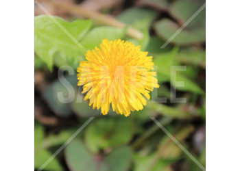 春 たんぽぽ 黄色のたんぽぽの花