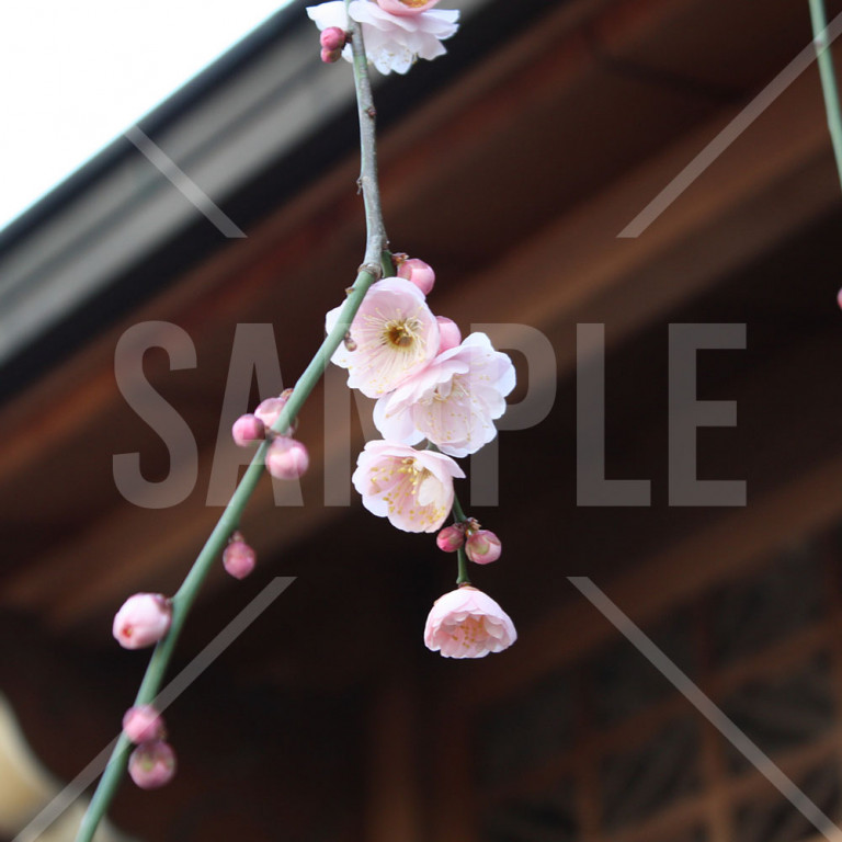 東京都 湯島天神 冬 梅の花のアップ