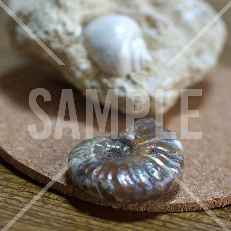 アンモナイトと貝殻の化石